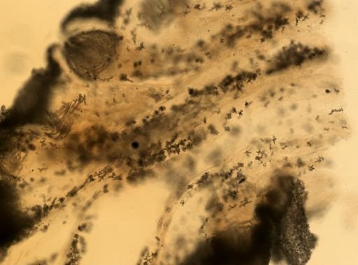 Gersemia fruticosa