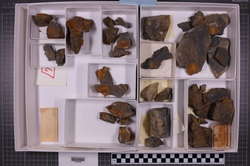 mixed taxa, stratigraphic collection