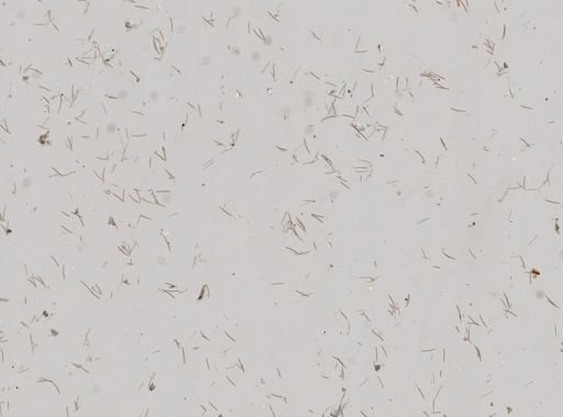 Haliclona canaliculata