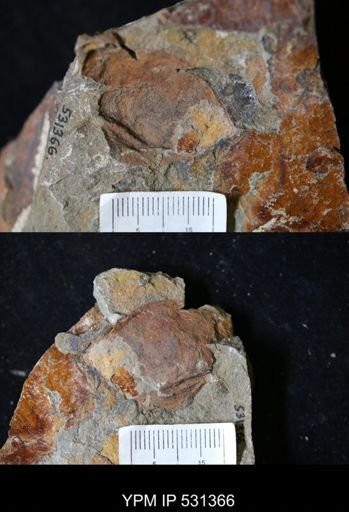 Tremaglaspis