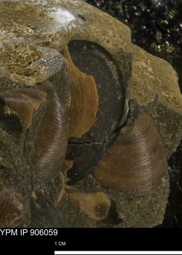 Limopsis striatopunctatus