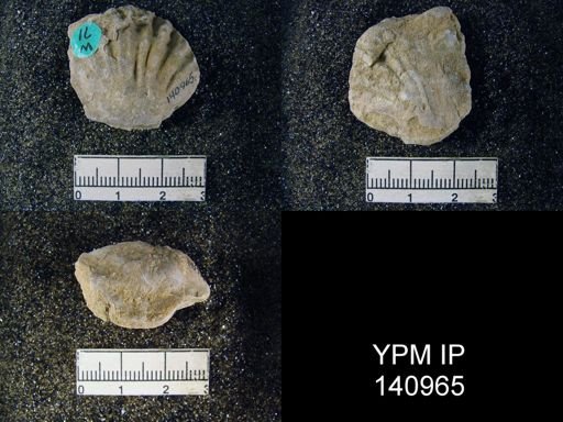 Kiangsiella pectiniformis