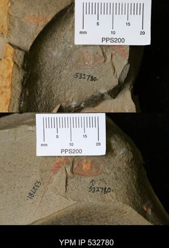 undet. Xiphosurida