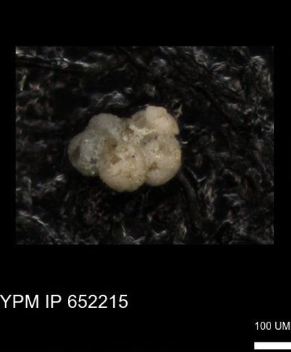undet. Rugoglobigerinidae
