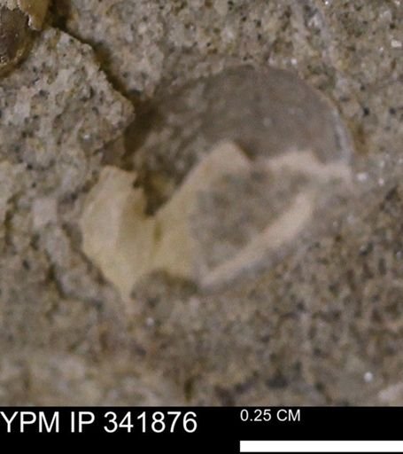 undet. Mollusca