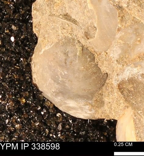 Protocardia subquadrata