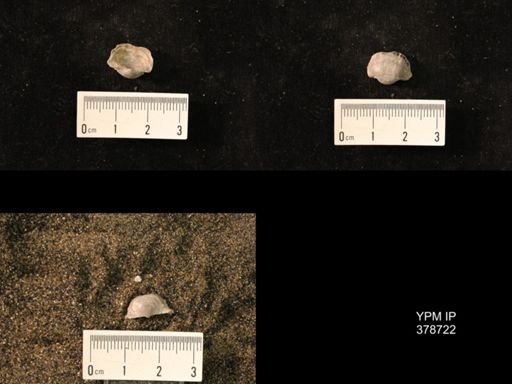 Marginifera wabashensis