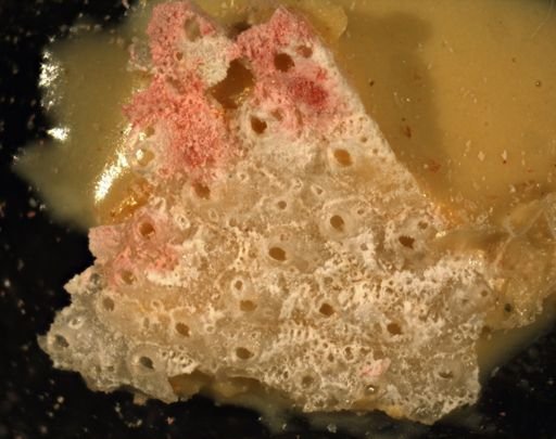 Smittinidae