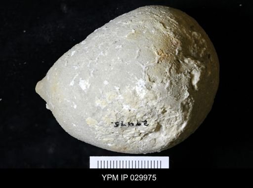 Holocystites sp.