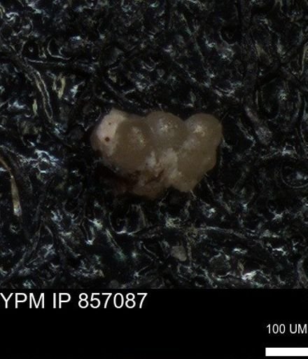 undet. Foraminiferida