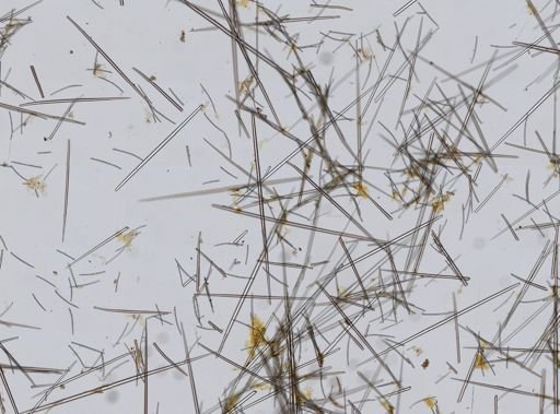 Polymastia sp.