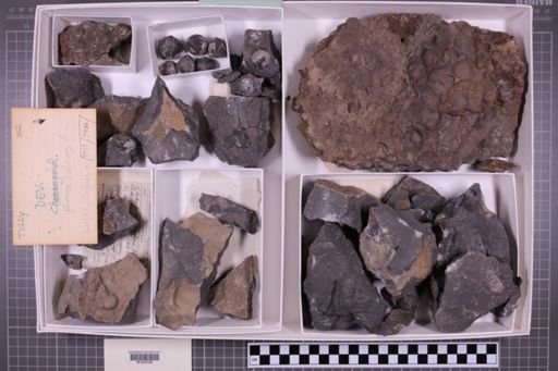 mixed taxa, stratigraphic collection