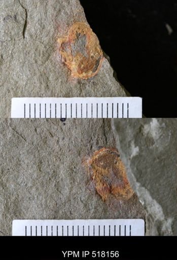 undet. Xiphosurida
