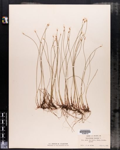 Scirpus hudsonianus