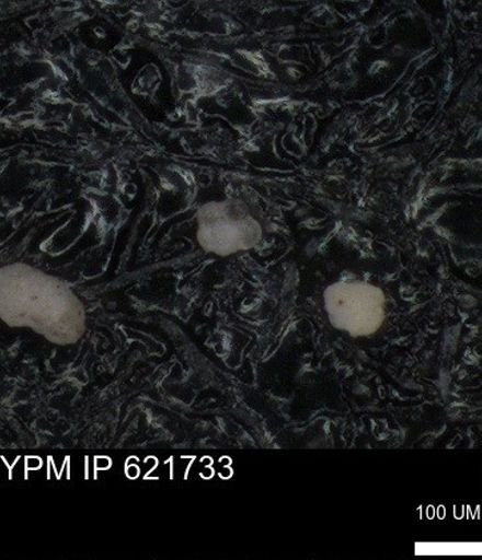 undet. Foraminiferida