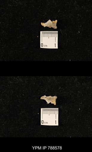 taxon undetermined