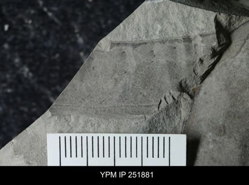 Eurypterus sp.