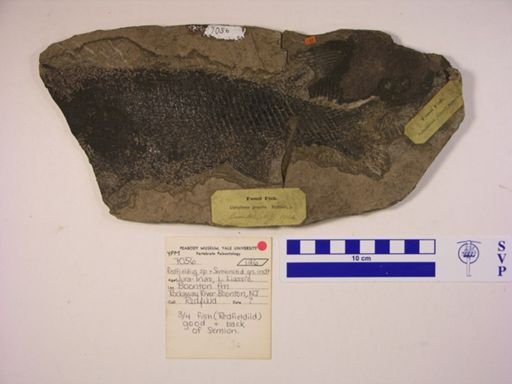 Redfieldius sp.