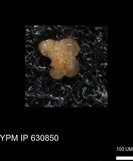 undet. Rugoglobigerinidae