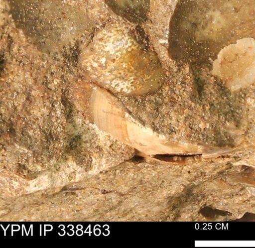Protocardia subquadrata