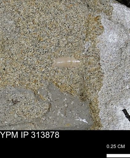 undet. Scaphopoda