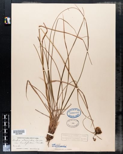 Scirpus atrocinctus