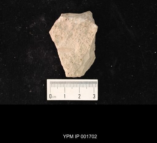 Protohymen permianus