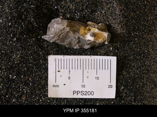 undet. Scaphitidae