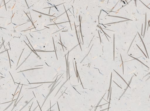 Halichondria