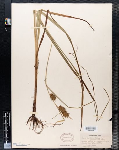 Carex lupulina