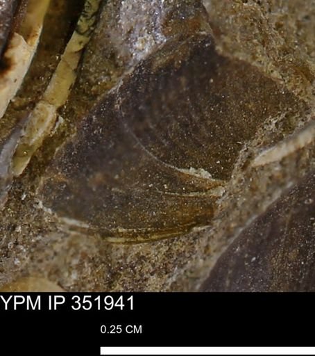 Limopsis striatopunctatus