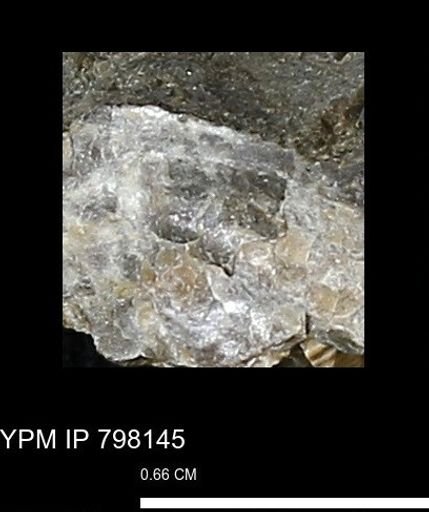 Inoceramus sp.