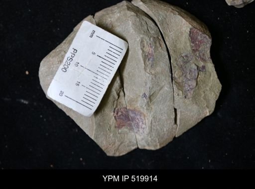 undet. Anomalocarididae
