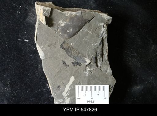 undet. Eurypterida
