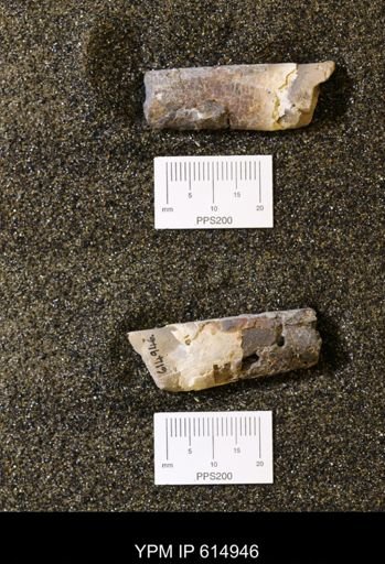 Baculites grandis