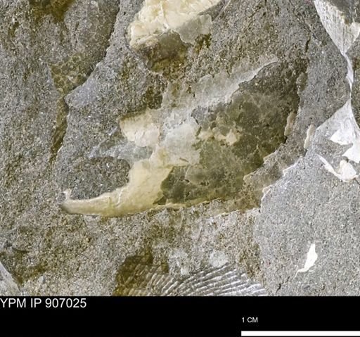 Pseudoptera sp.