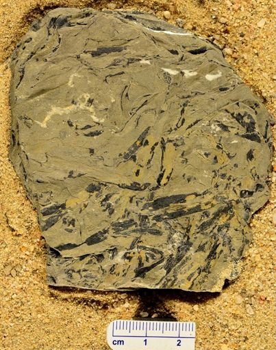 Psilophyton forbesii
