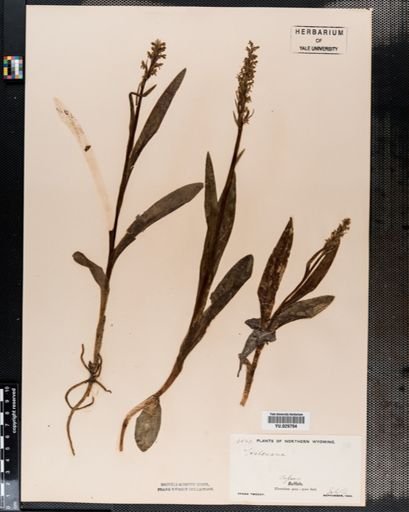 Habenaria