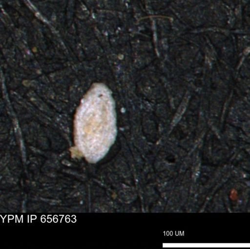 Spirolocammina planula