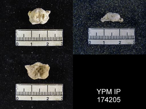Marginifera sp.