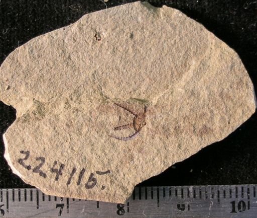 Stephanoura belgica