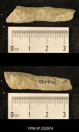 Archaeocidaris sp.