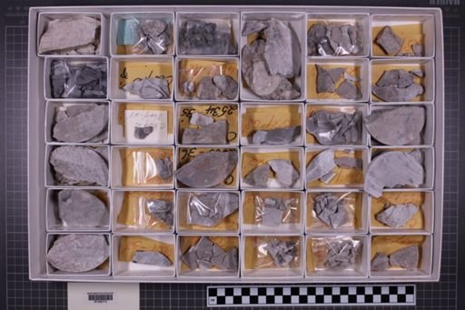 mixed taxa, stratigraphic collection