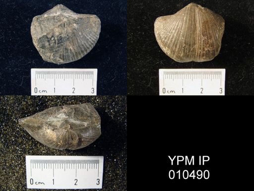 Spirifer sp.