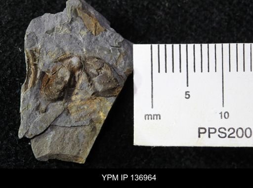 Ctenocephalus maltheus