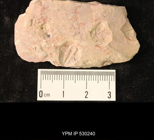 Elrathia kingi