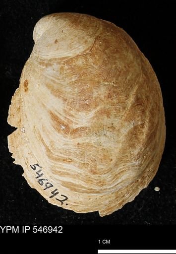 Crepidula fornicata