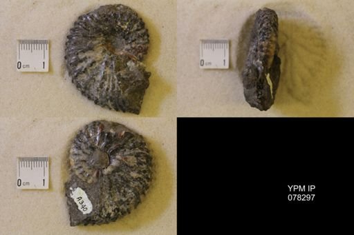 Jeletzkytes nebrascensis