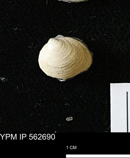 Limopsis striatopunctatus