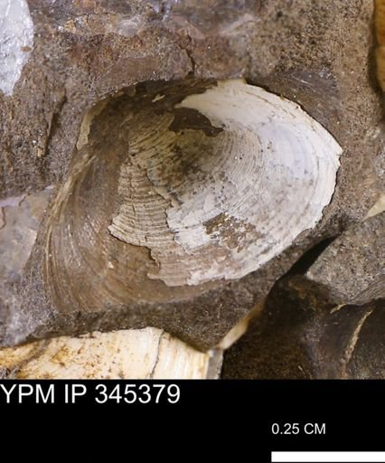 Limopsis striatopunctatus
